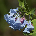 Pink Virginia Bluebells or Virginia Cowslip DSPF272