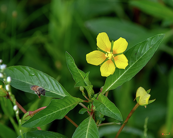 Creeping Primrose-willow DFL1037 by Gerry Gantt Creeping Primrose-willow DFL1037 by Gerry Gantt