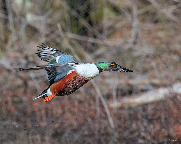Male Northern Shoveler in Flight DWF0181 by Gerry Gantt Male Northern Shoveler in Flight DWF0181 by Gerry Gantt