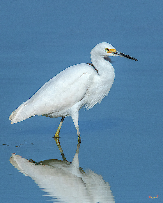 Snowy Egret DMSB0182 by Gerry Gantt Snowy Egret DMSB0182 by Gerry Gantt